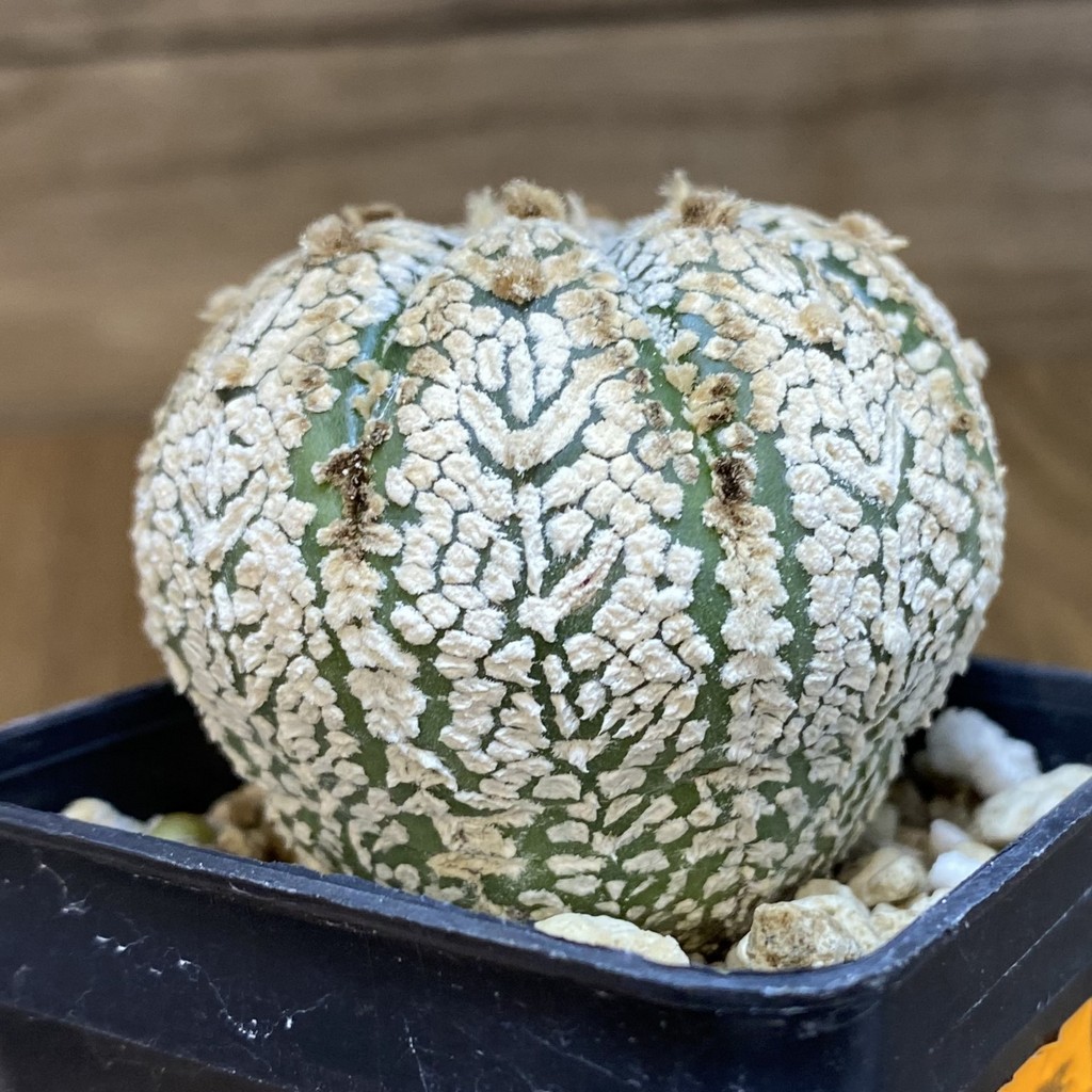 DP27205 Astrophytum asterias ‘Super Kabuto’ V-type - Image 3