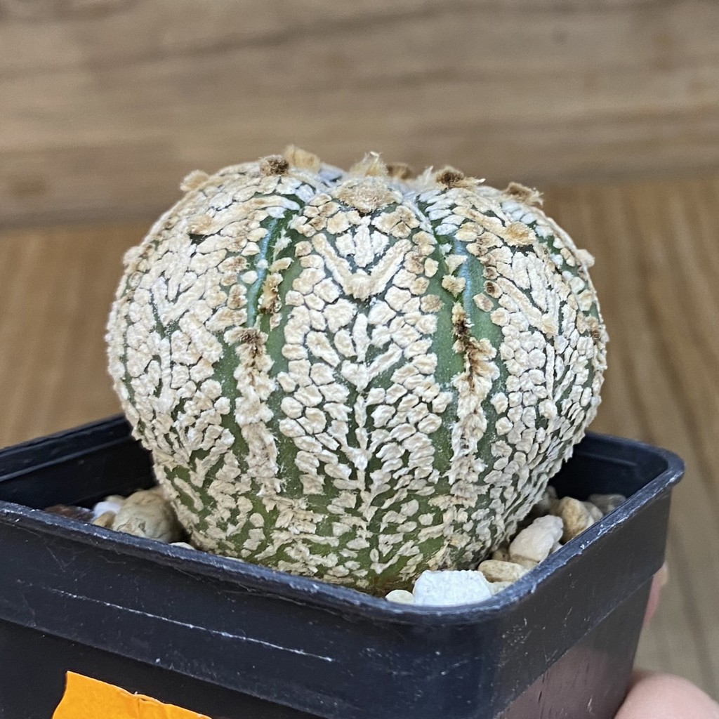 DP27205 Astrophytum asterias ‘Super Kabuto’ V-type - Image 4