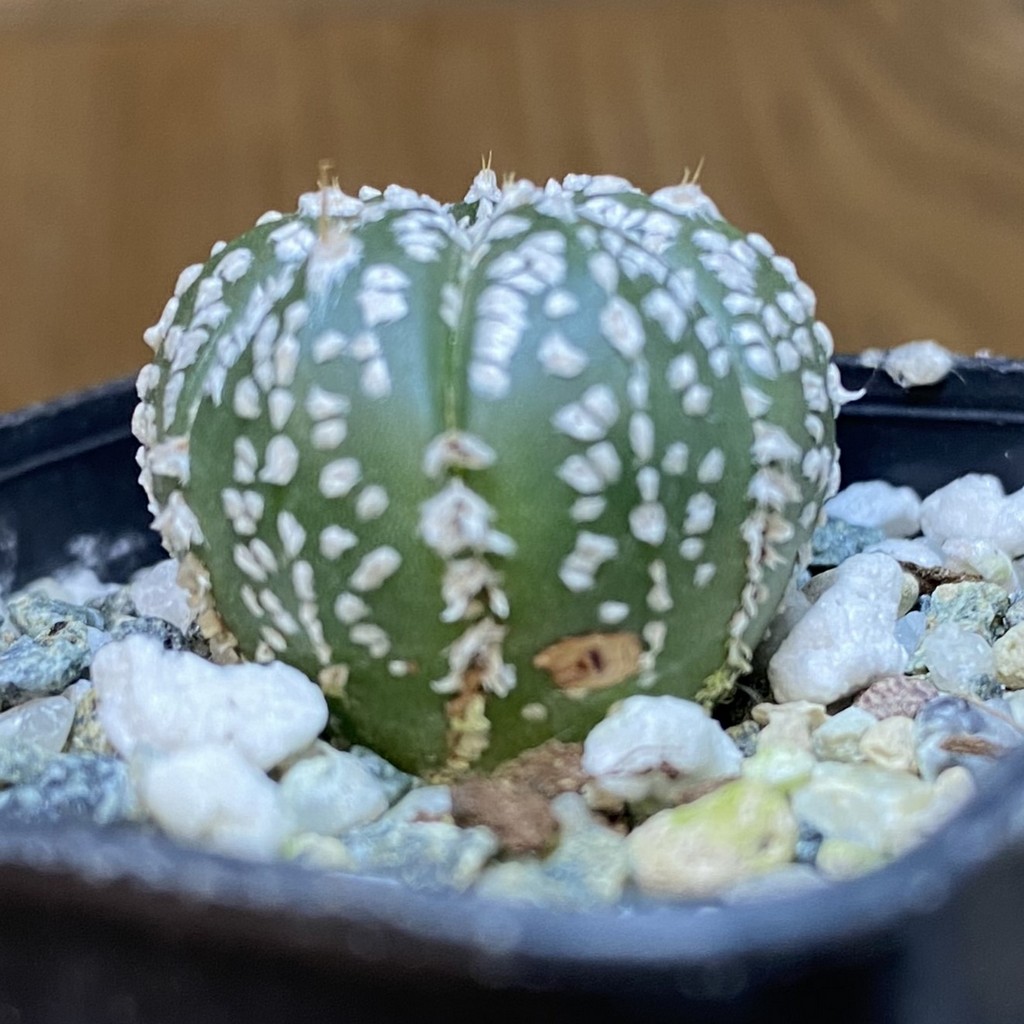 DP27206 Astrophytum asterias ‘Super Kabuto’ hybrid - Image 2