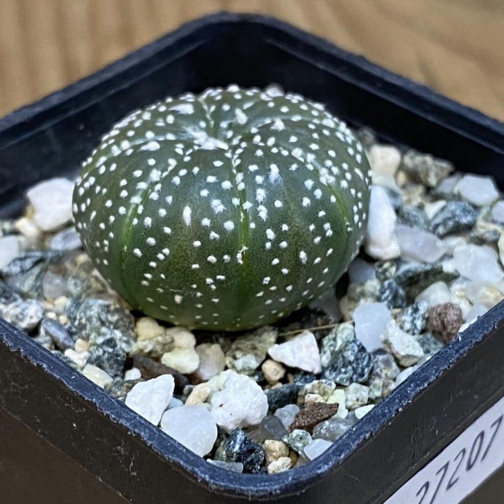 DP27207 Astrophytum asterias - Image 2