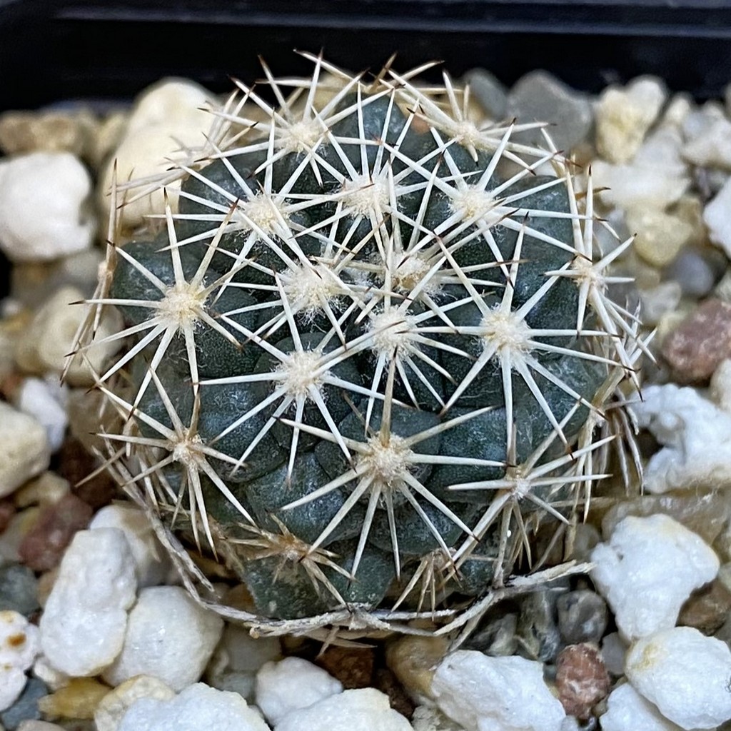 DP27209 Coryphantha kraciki KKR 167