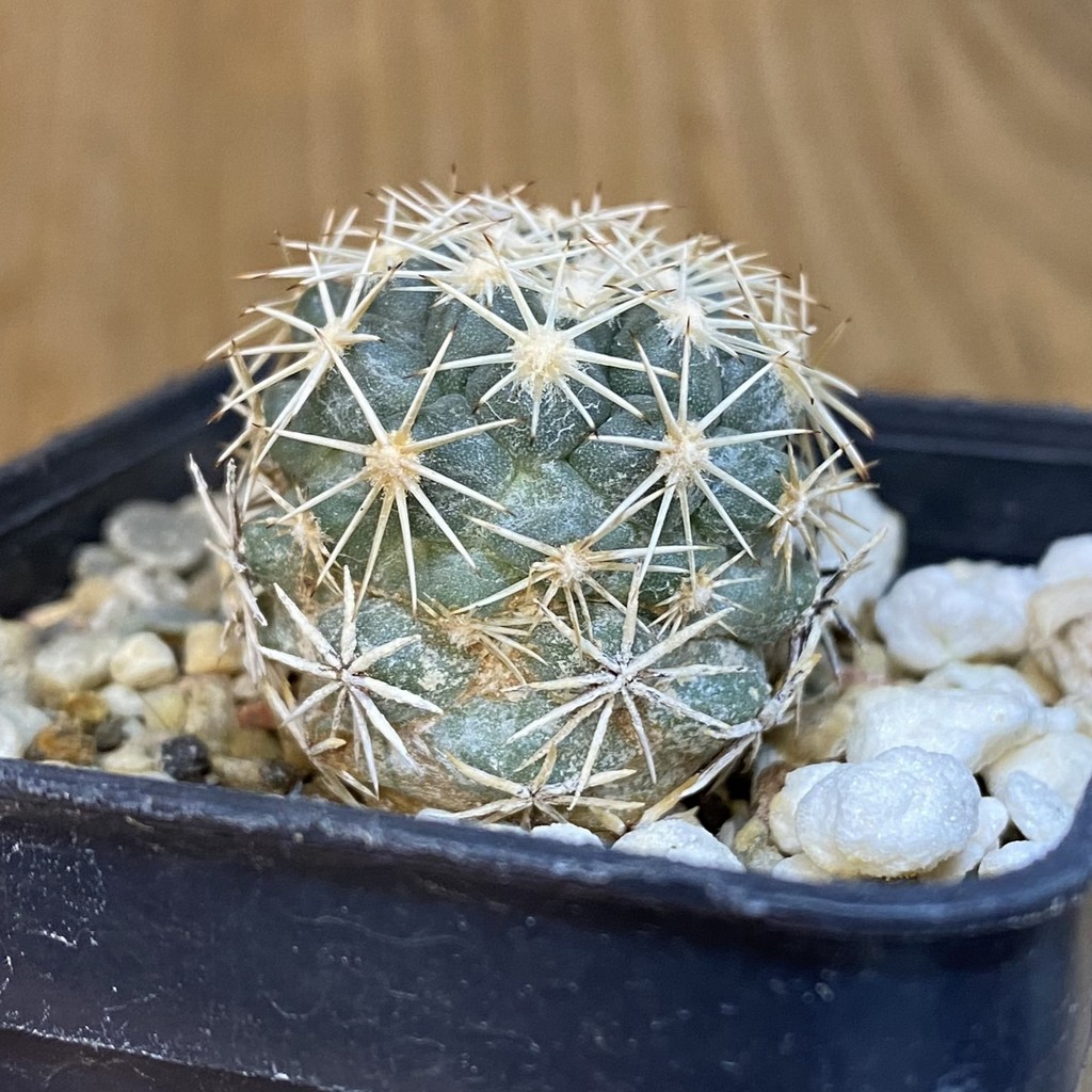 DP27209 Coryphantha kraciki KKR 167 - Image 2