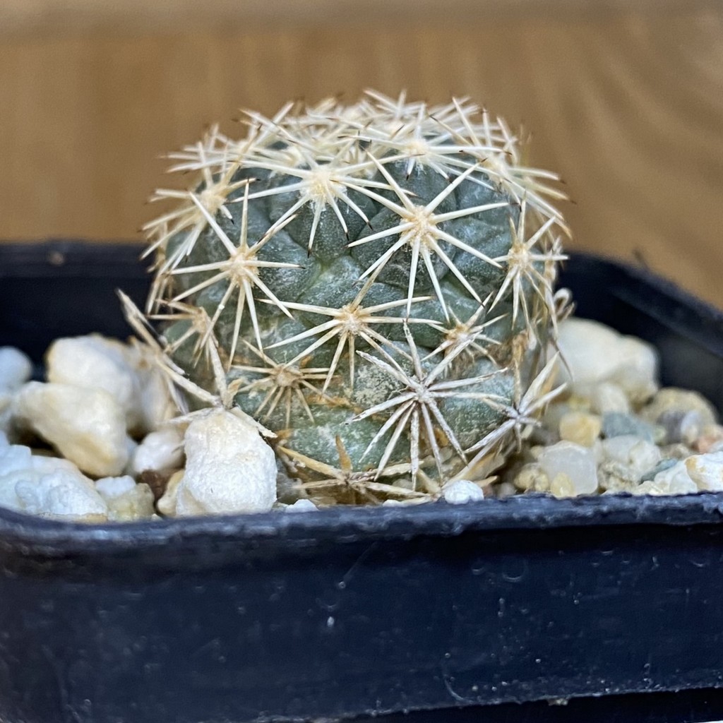 DP27209 Coryphantha kraciki KKR 167 - Image 3
