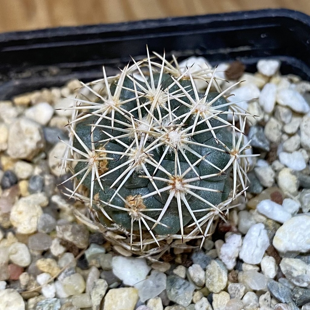 DP27212 Coryphantha kraciki KKR 167