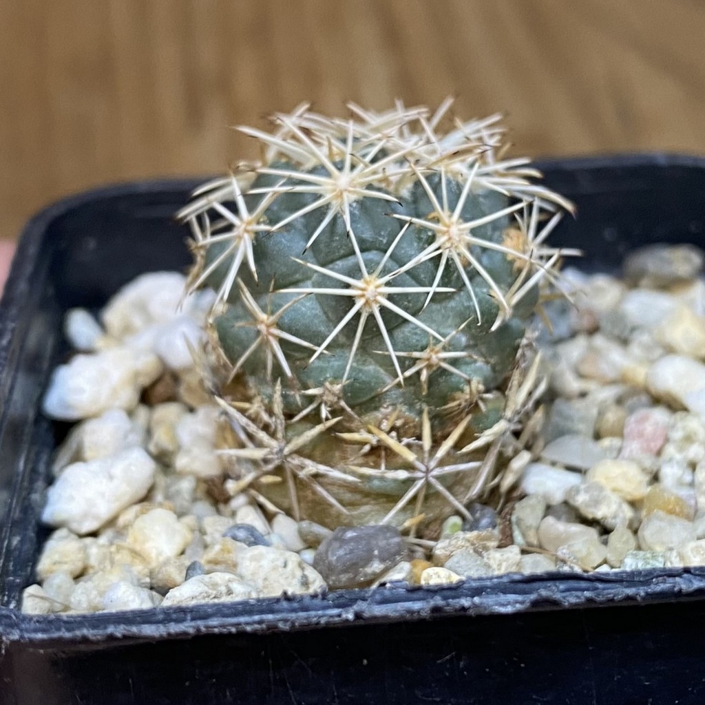 DP27212 Coryphantha kraciki KKR 167 - Image 2