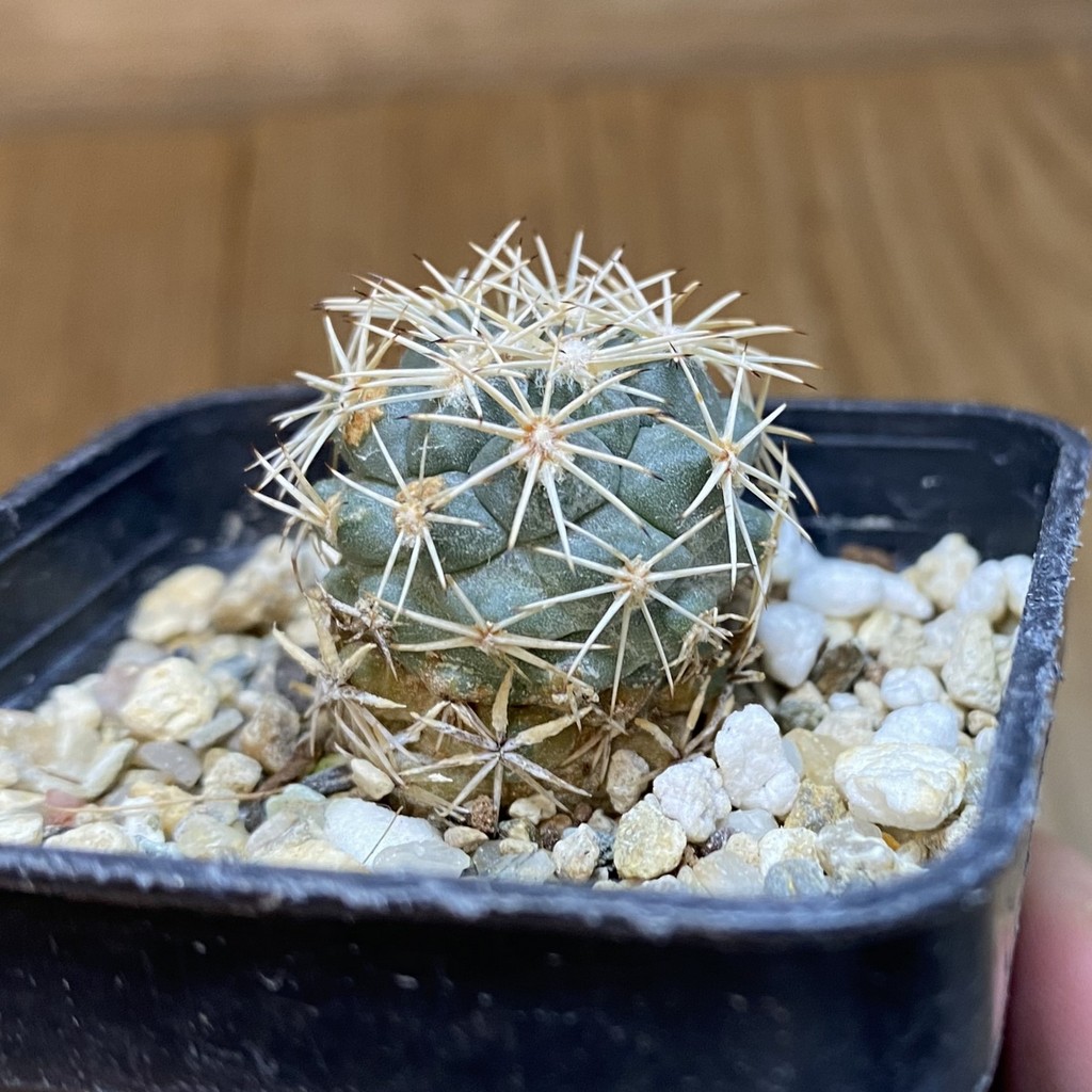 DP27212 Coryphantha kraciki KKR 167 - Image 3