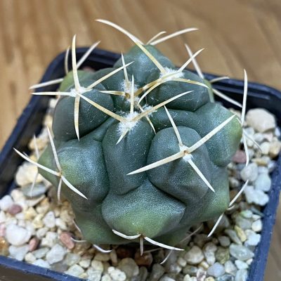 DP27213 Thelocactus hexaedrophorus HZ 739