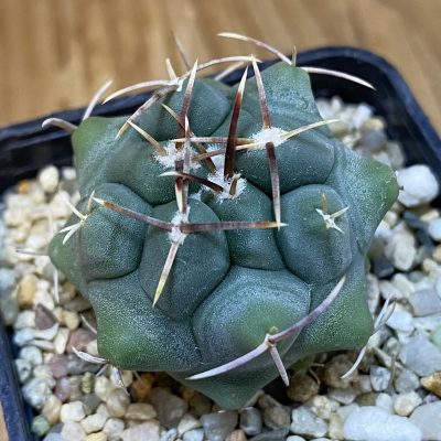 DP27214 Thelocactus hexaedrophorus HZ 739
