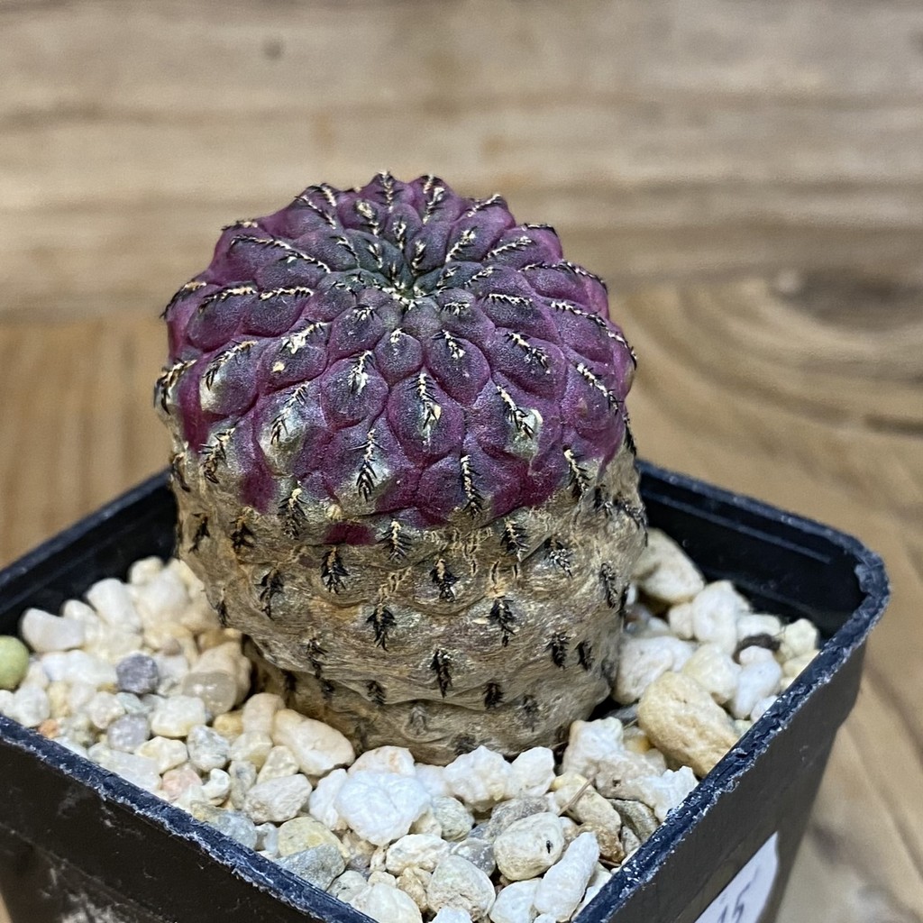 DP27215 Sulcorebutia rauschii - Image 4