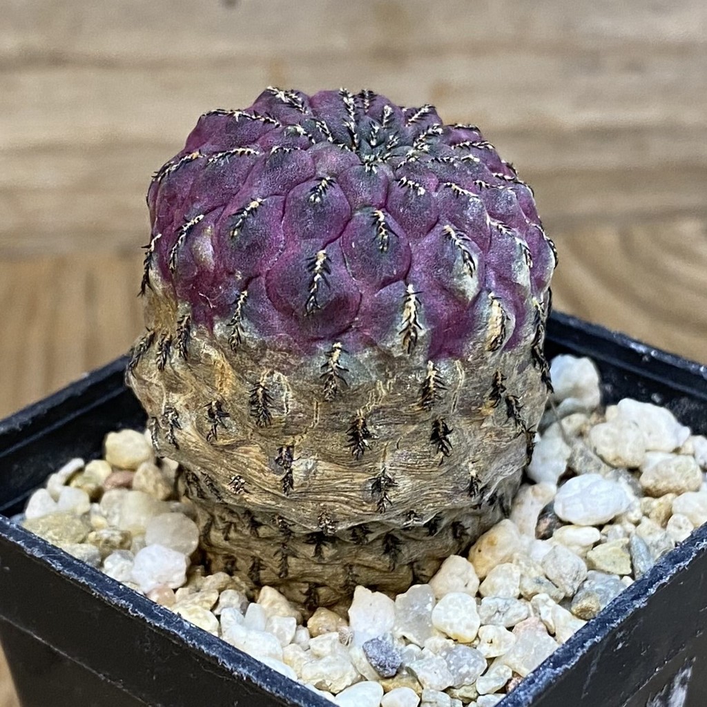 DP27215 Sulcorebutia rauschii - Image 3