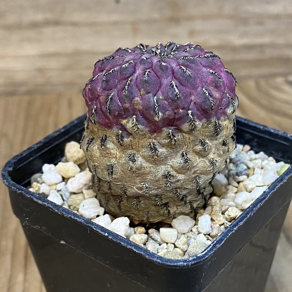 DP27215 Sulcorebutia rauschii - Image 2