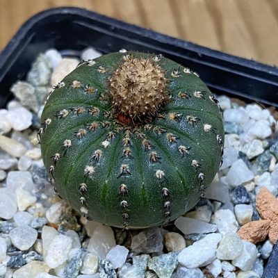DP27218 Frailea castanea