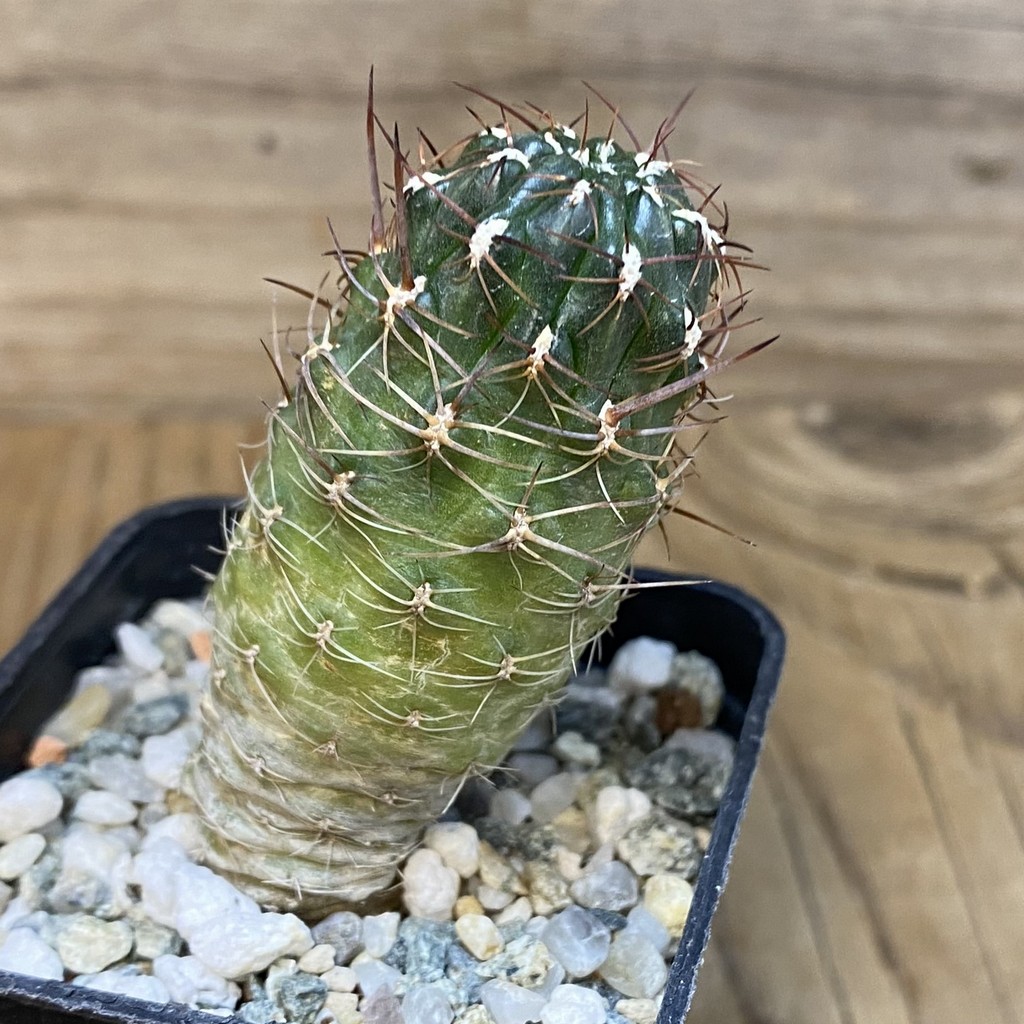 DP27220 Sulcorebutia steinbachii v. horridavVS 380 - Image 3