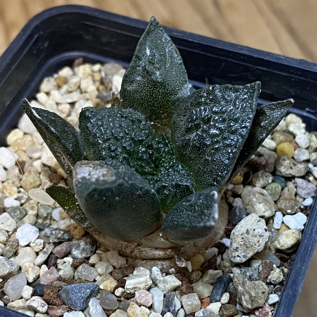 DP27221 Ariocarpus fissuratus 'Godzilla' , seedling - Image 2