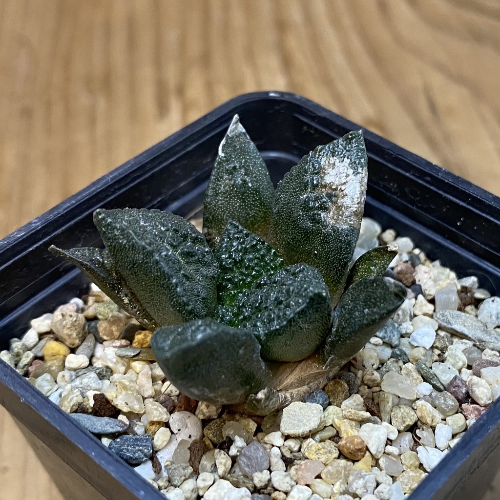 DP27221 Ariocarpus fissuratus 'Godzilla' , seedling - Image 3