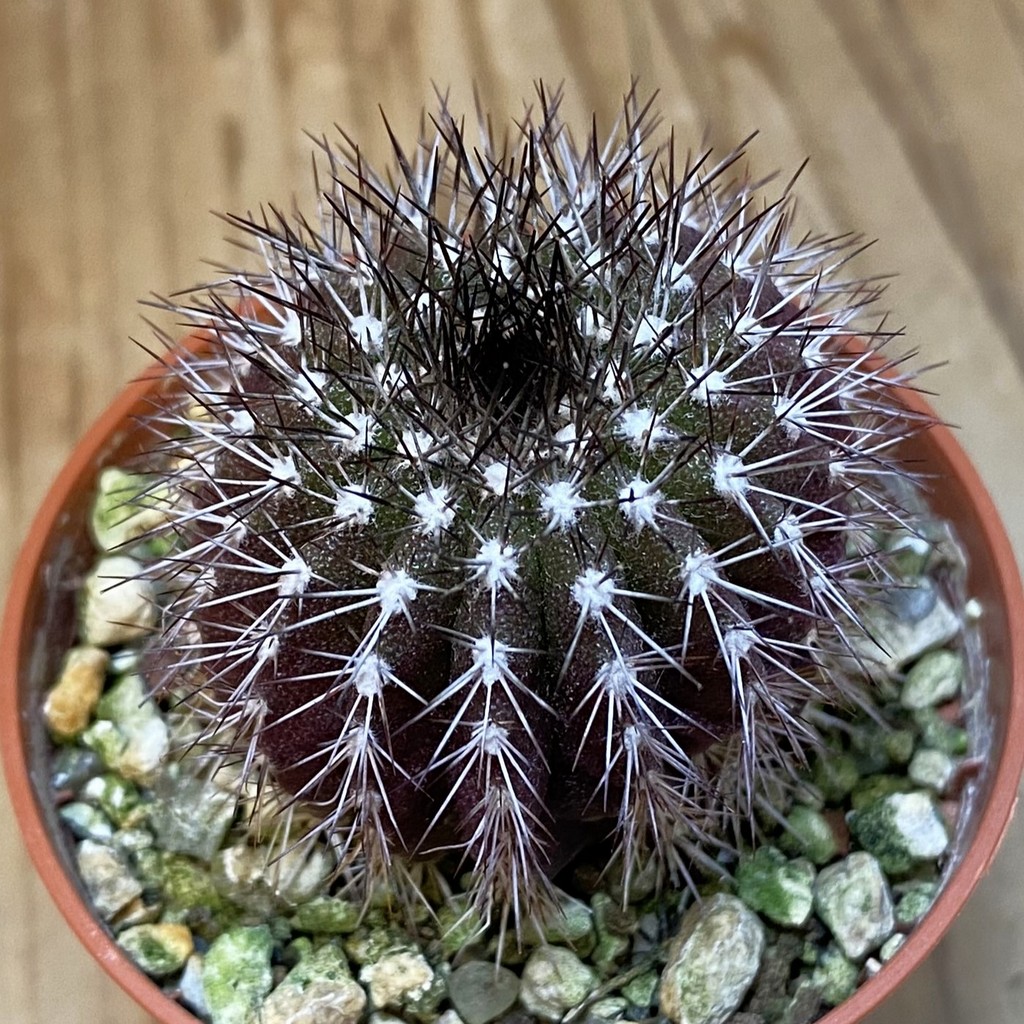 DP27233 Uebelmannia pectinifera