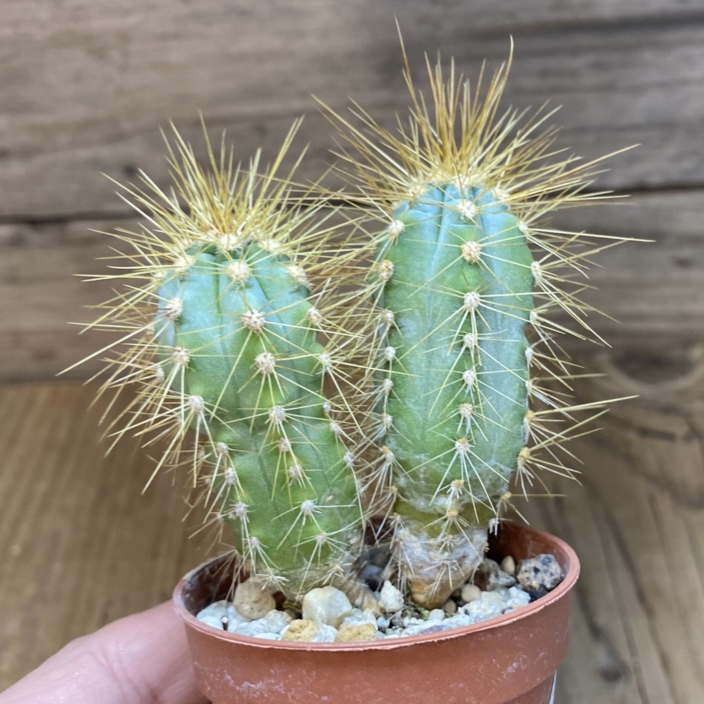 DP27235 Pilosocereus azureus - Image 2