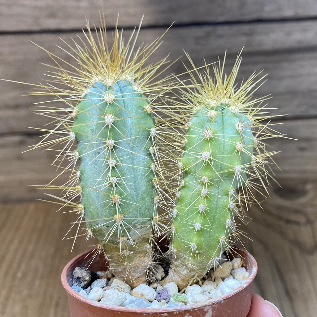 DP27235 Pilosocereus azureus - Image 3