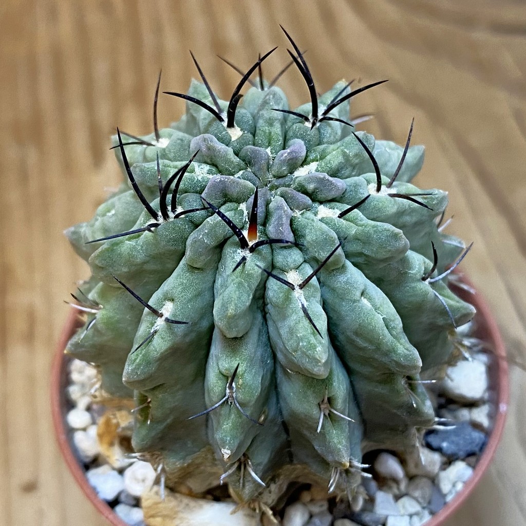 DP27238 Eriosyce paucicostata