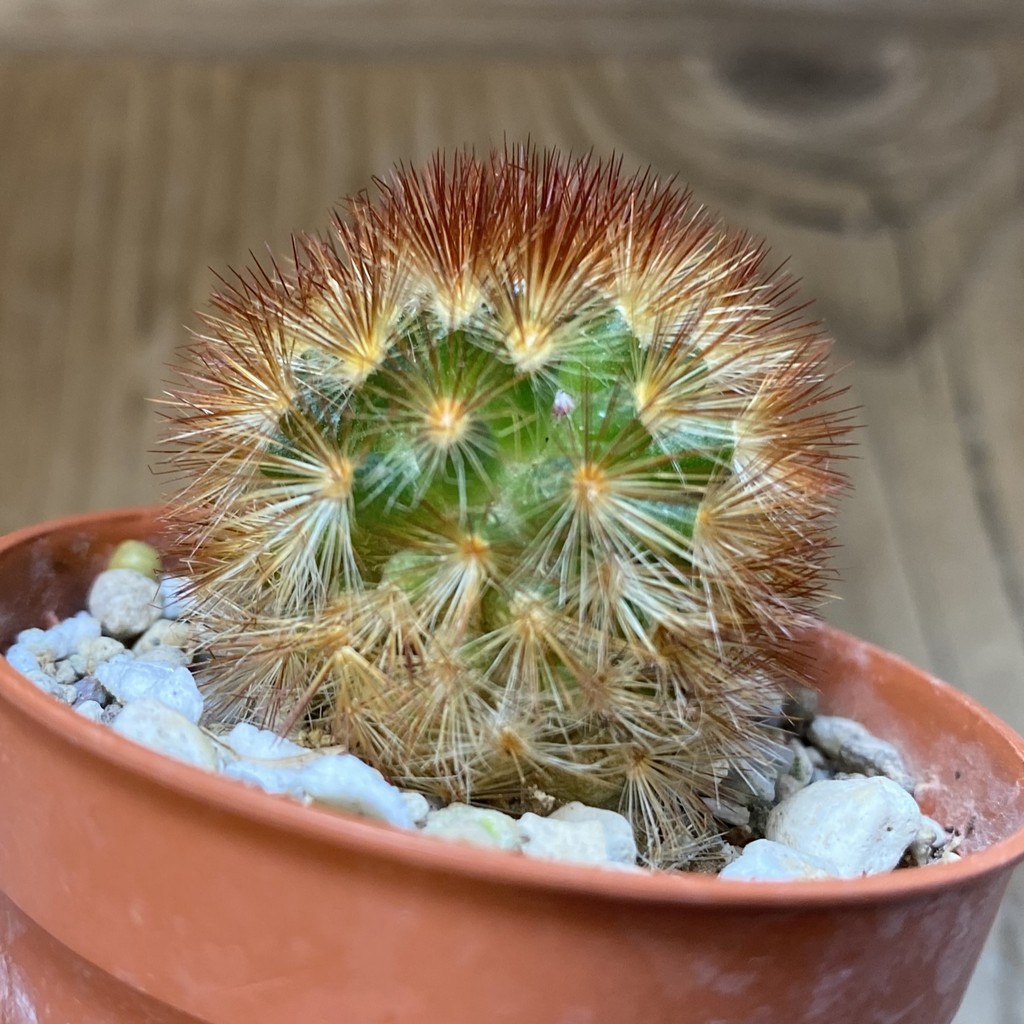 DP27239 Mammillaria carmenae - Image 2