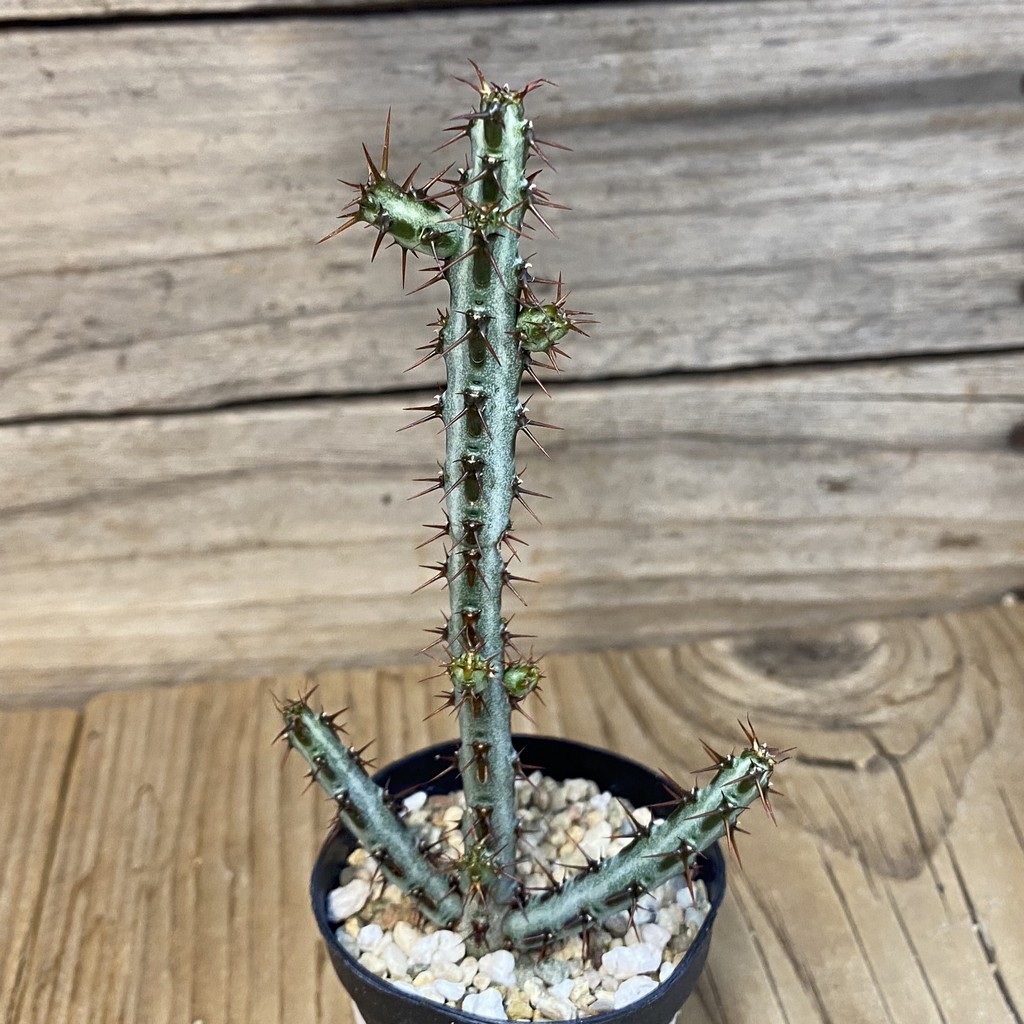 DP27241 Euphorbia aeruginosa - Image 2