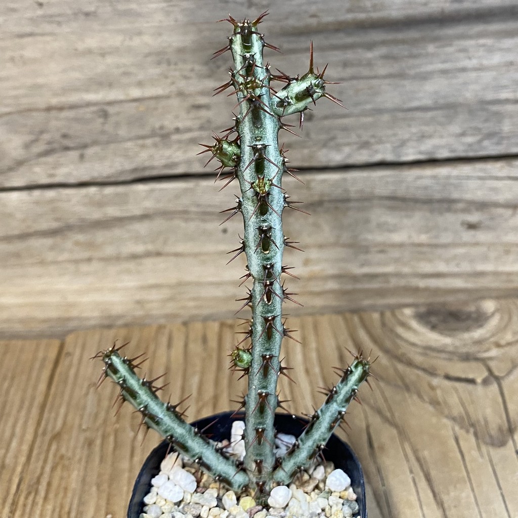 DP27241 Euphorbia aeruginosa - Image 3