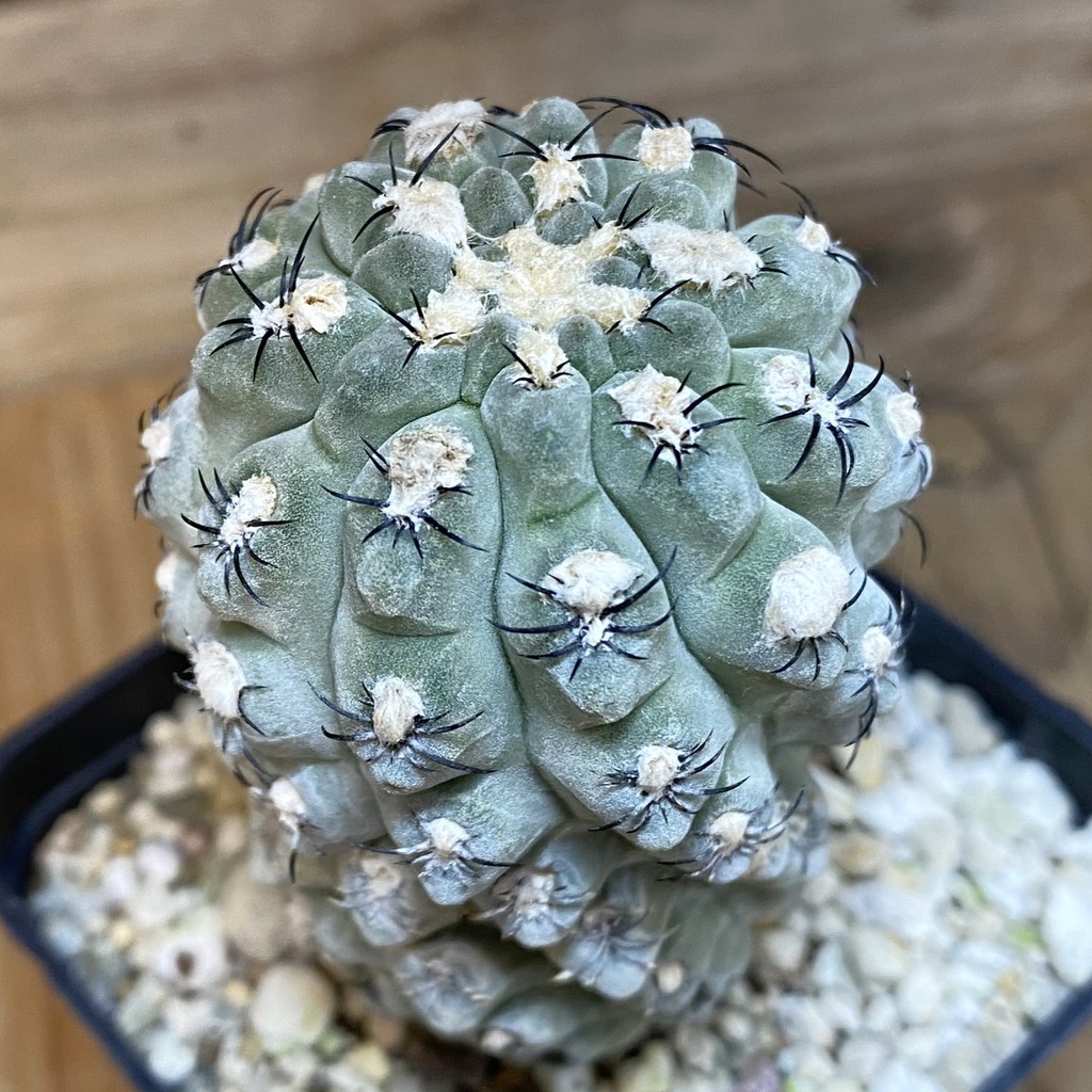 DP27174 Thelocephala napina