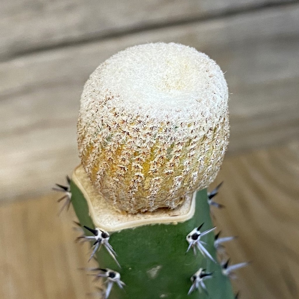 DP27191 Yavia cryptocarpa, grafted