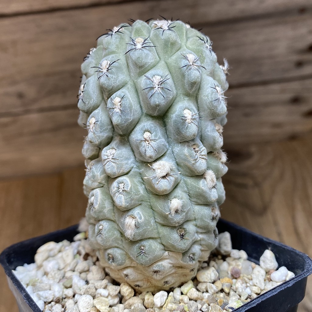 DP27174 Thelocephala napina - Image 3