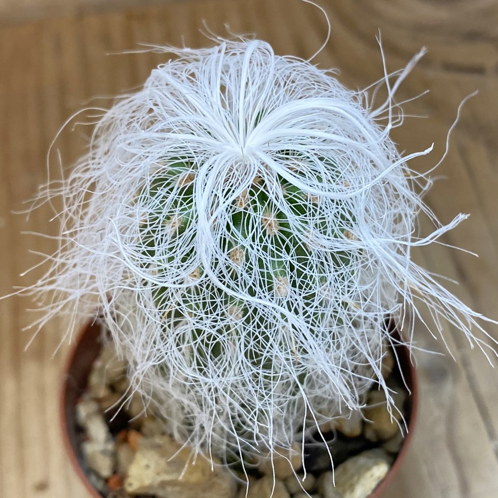 SH18254 Cephalocereus senilis