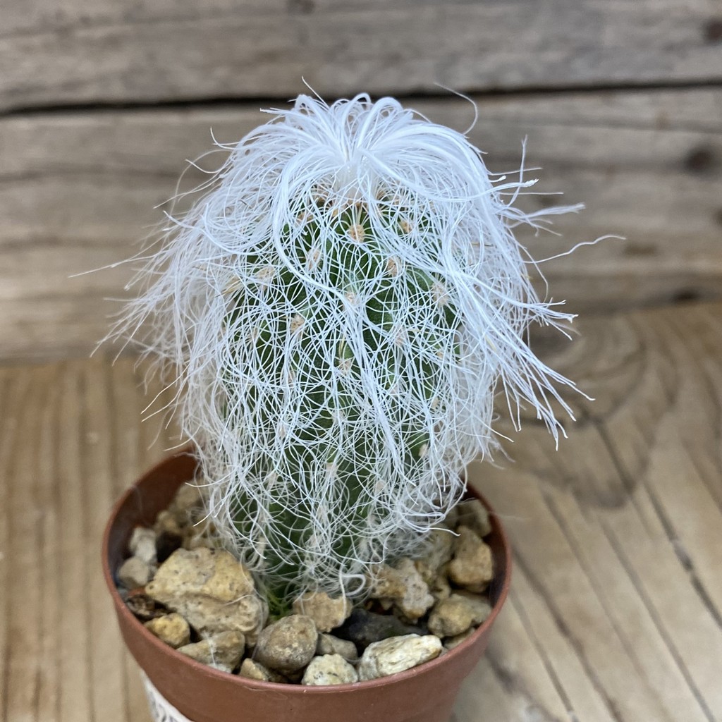 SH18254 Cephalocereus senilis - Image 2