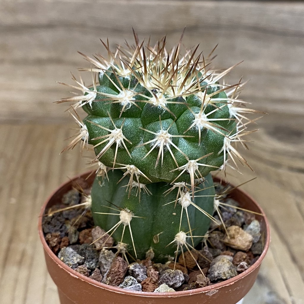 SH18334 Copiapoa cinerascens GM2211, grafted - Image 2