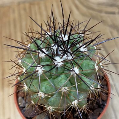 SH18340 Copiapoa gigantea SI-41c-24, grafted
