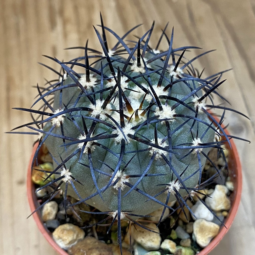 SH18659 Copiapoa calderana SI-19-24, grafted