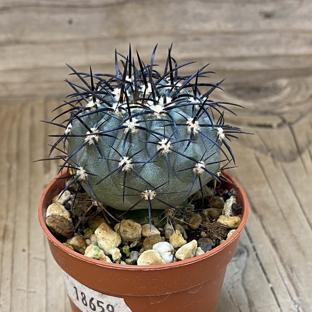 SH18659 Copiapoa calderana SI-19-24, grafted - Image 2