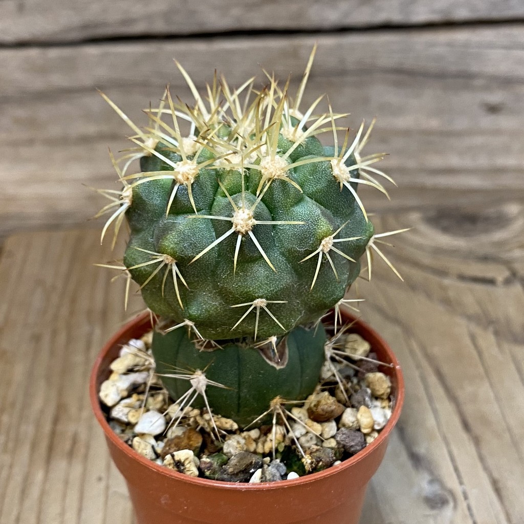SH18635 Copiapoa gigantea GCG15004, grafted - Image 2