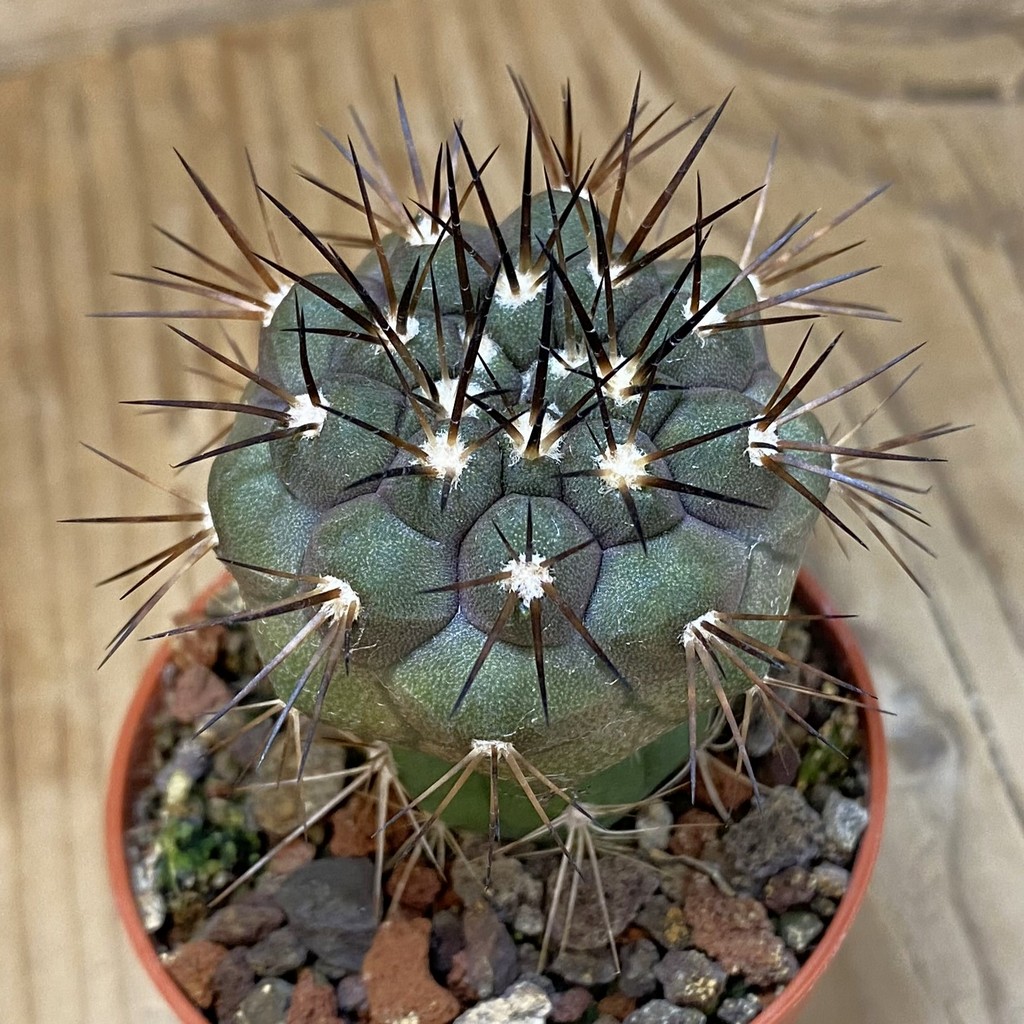SH18665 Copiapoa dealbata v. carrizalensis selection GCG15254B, grafted