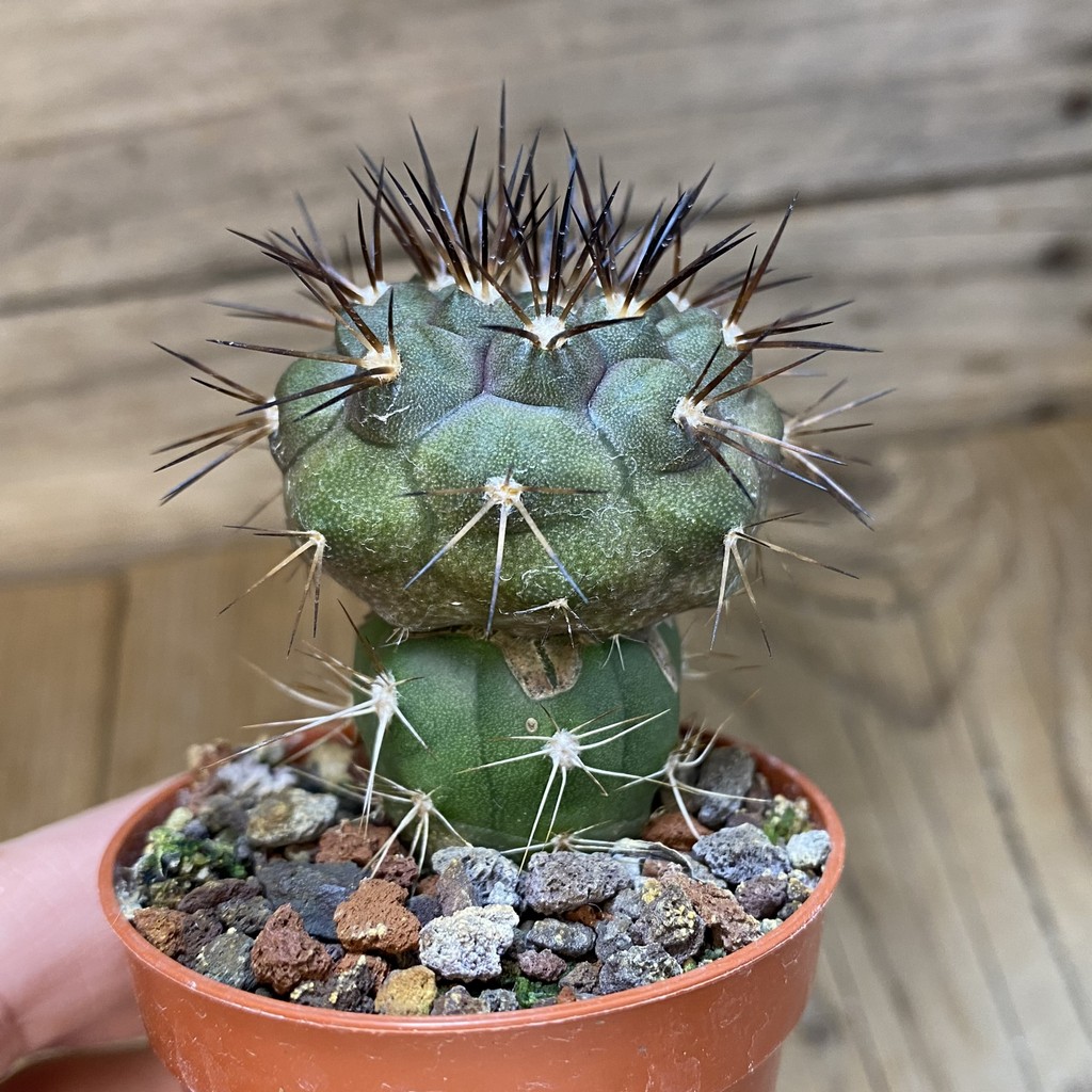 SH18665 Copiapoa dealbata v. carrizalensis selection GCG15254B, grafted - Image 2