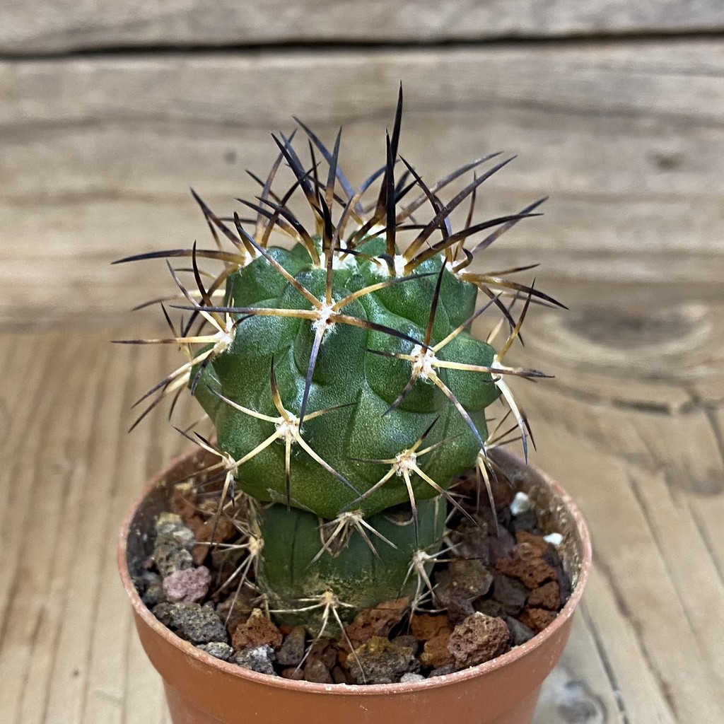 SH18651 Copiapoa alticostata SI-50-24, grafted - Image 2