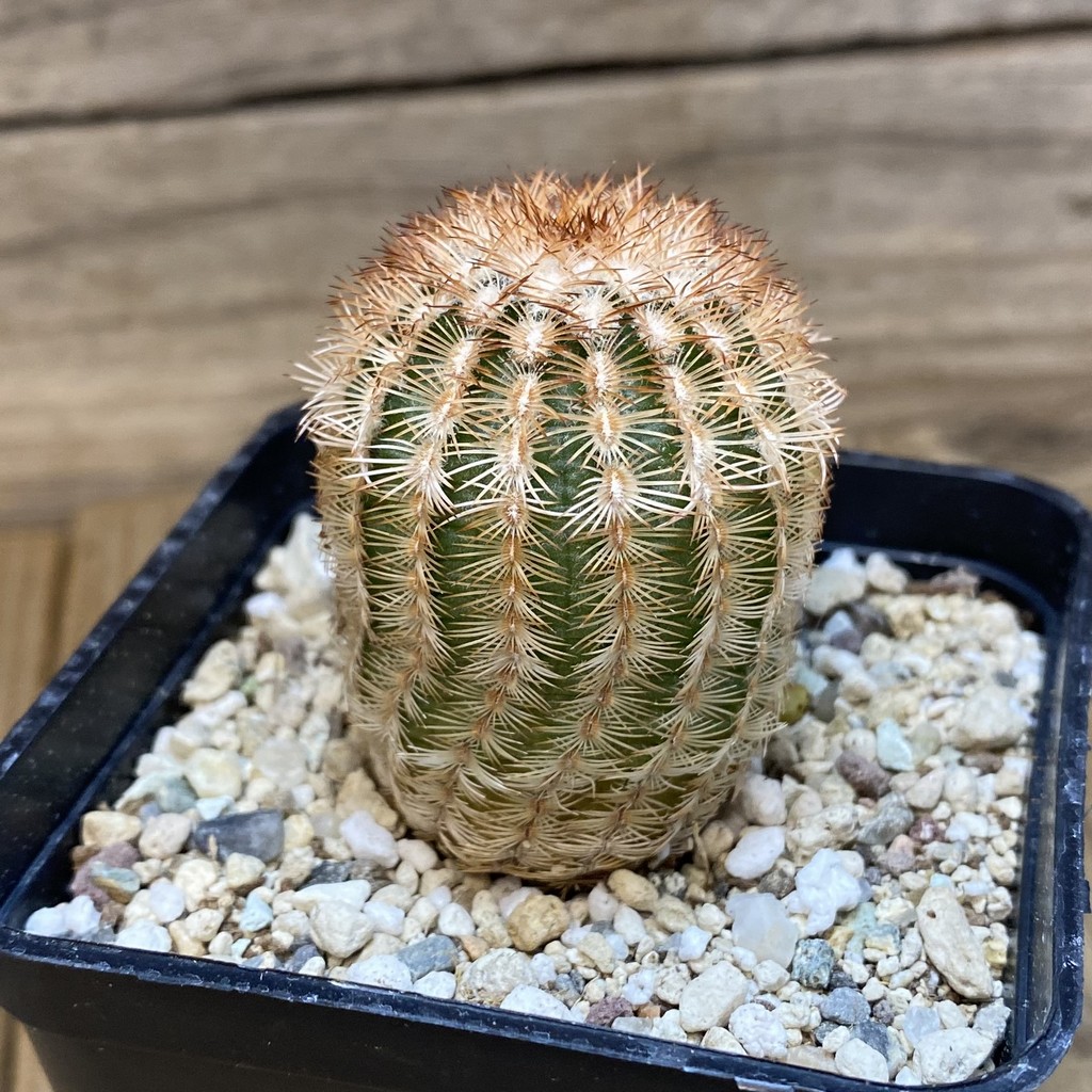 SH27327 Echinocereus reichenbachii - Image 2