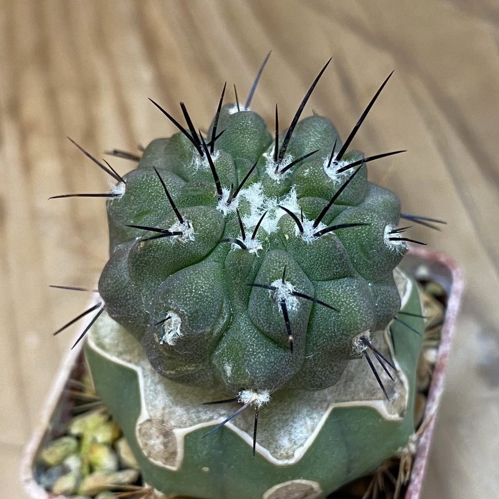 SH18741 Copiapoa cinerea ssp. dealbata PL 133 A , grafted