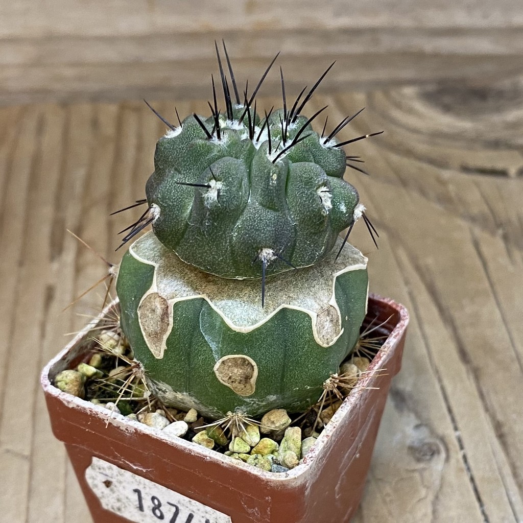 SH18741 Copiapoa cinerea ssp. dealbata PL 133 A , grafted - Image 2