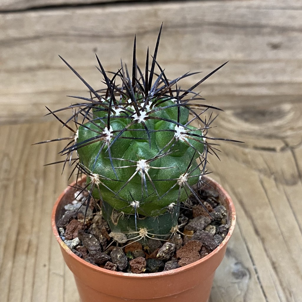 SH18338 Copiapoa alticostata SI-50-24, grafted - Image 2