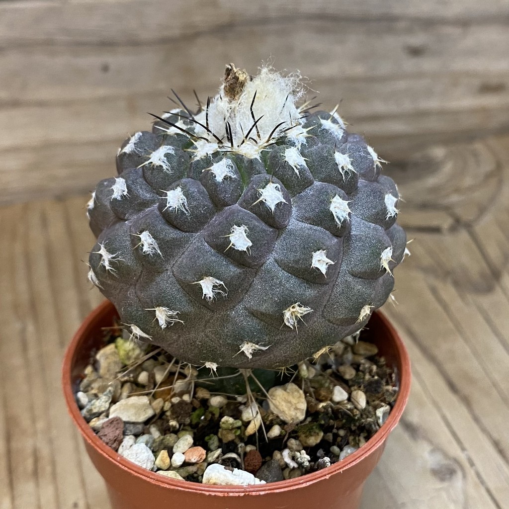 SH18318 Copiapoa leonensis HR1061, grafted - Image 2