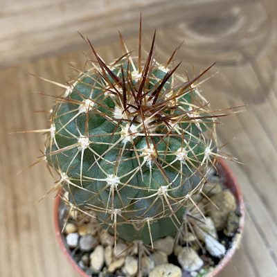 SH18673 Copiapoa gigantea SI-41C-24, grafted