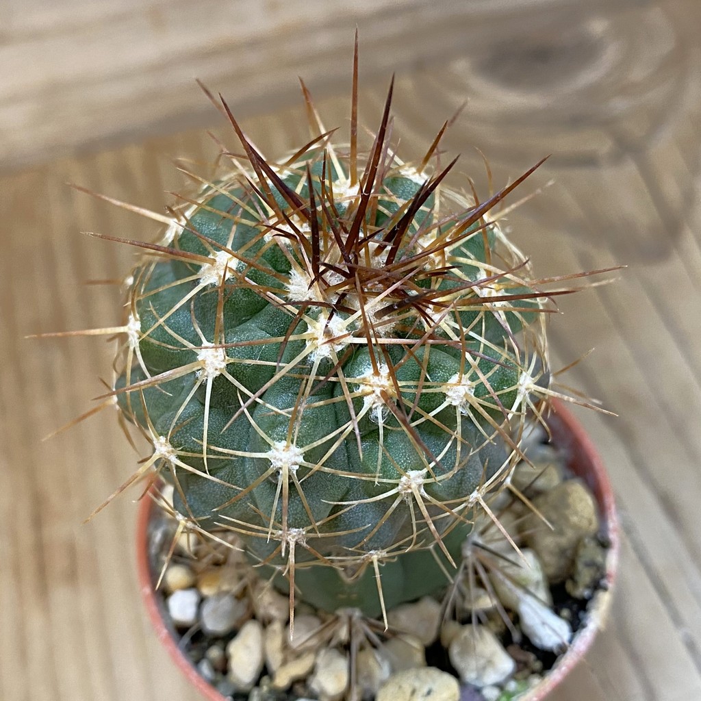 SH18673 Copiapoa gigantea SI-41C-24, grafted