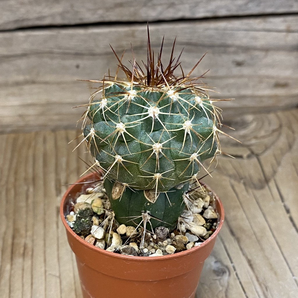 SH18673 Copiapoa gigantea SI-41C-24, grafted - Image 2
