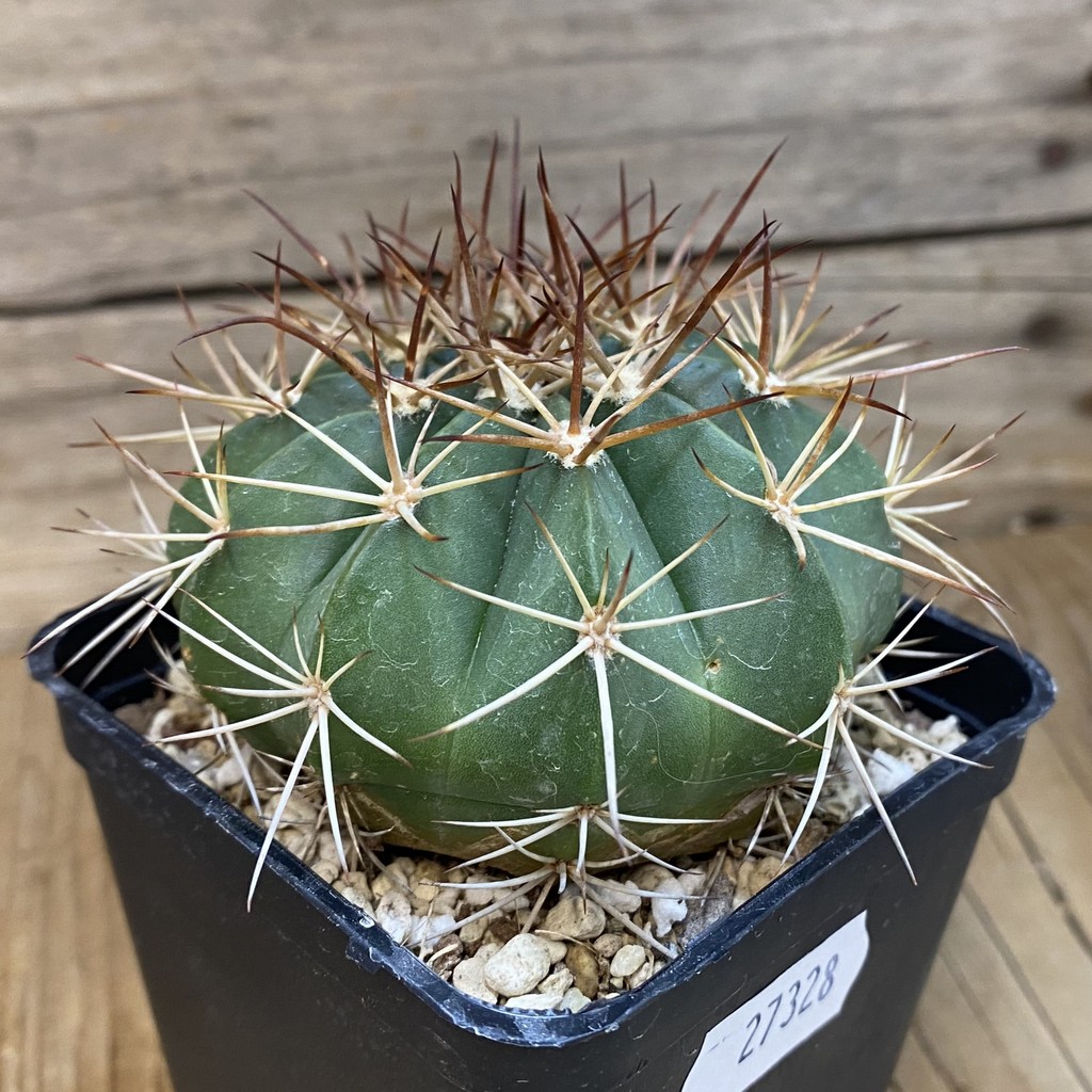 SH27328 Melocactus bahiensis - Image 2