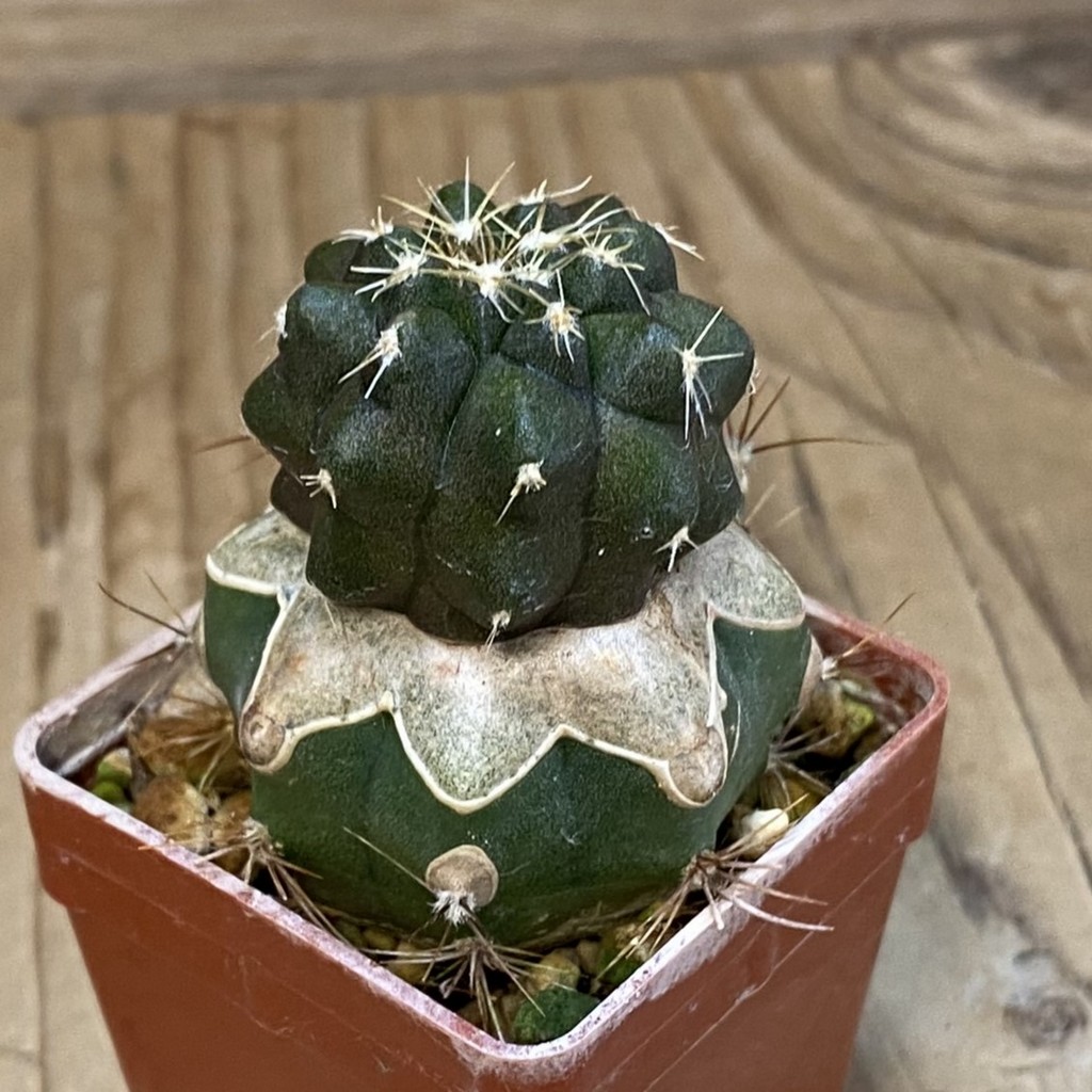 SH20328 Copiapoa chaniaralensis PHA 2459, grafted - Image 2