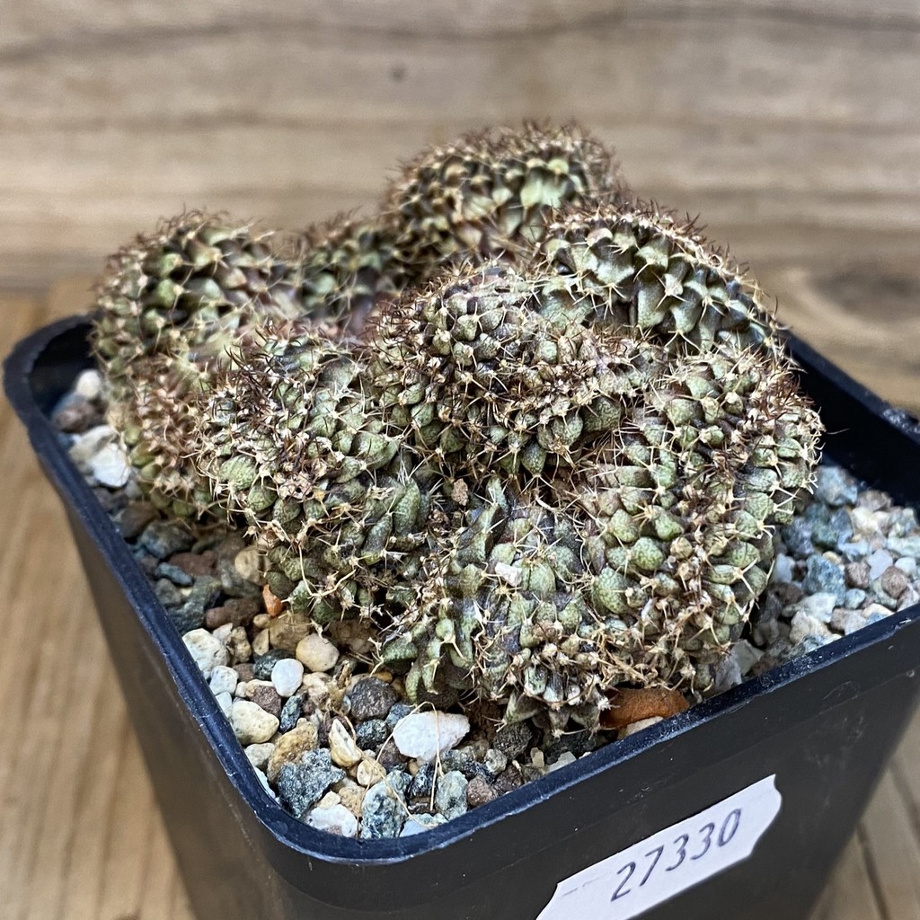 SH27330 Gymnocalycium mihanovichii f. cristata - Image 2